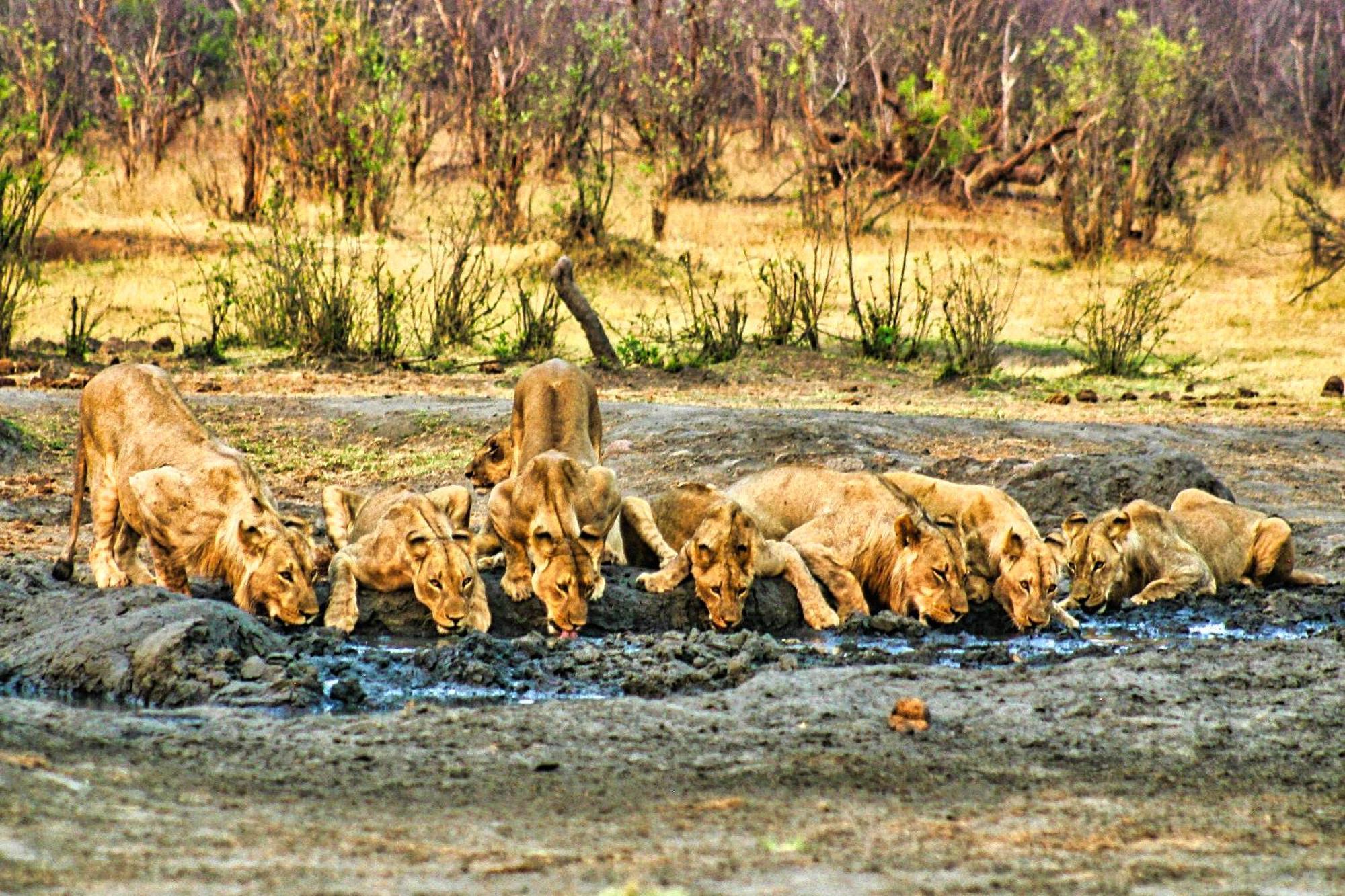 Room In Villa - Zambezi Family Lodge - Elephant Room Καταρράκτες Βικτωρίας Εξωτερικό φωτογραφία